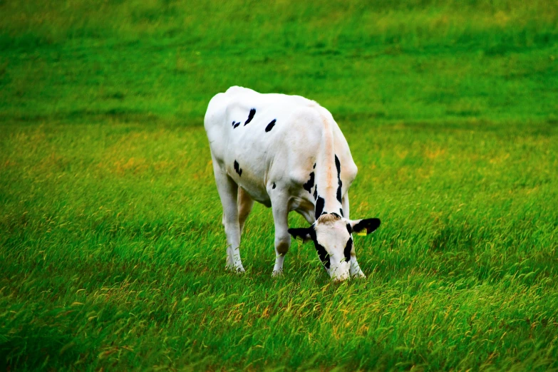 a cow in the middle of a field with grass