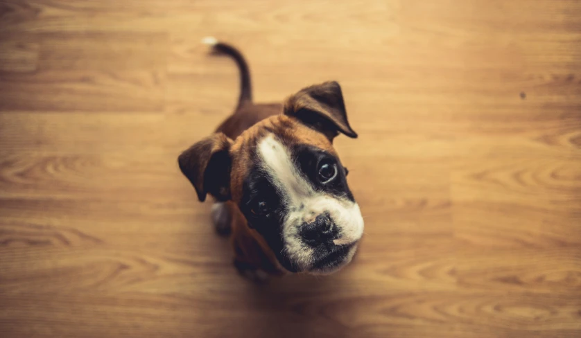 a dog looks up at the camera on the wooden floor