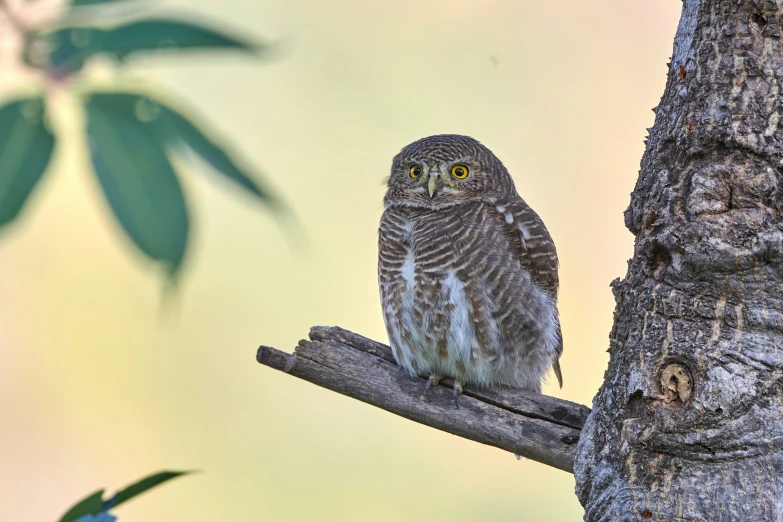 an owl with yellow eyes sits on a tree limb