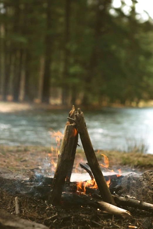 a close up image of a fire in the forest