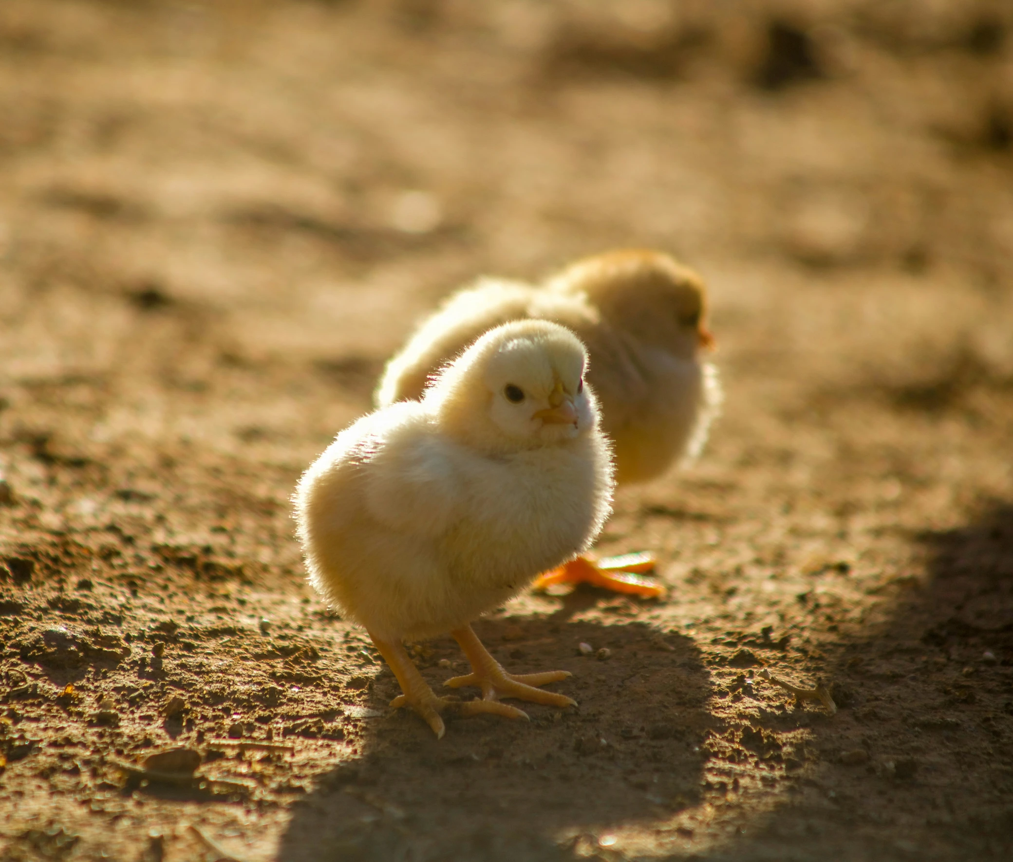 two little baby chickens walking down a street