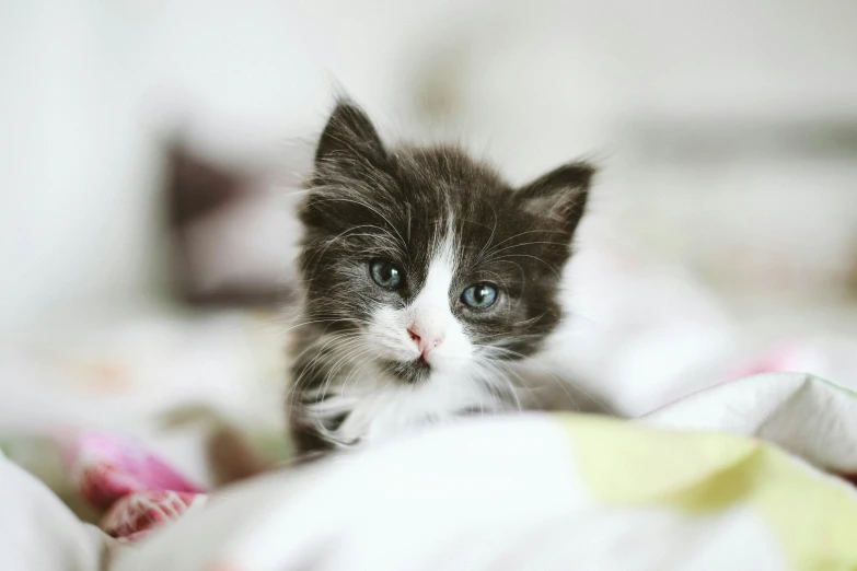 a small gray and white cat with blue eyes