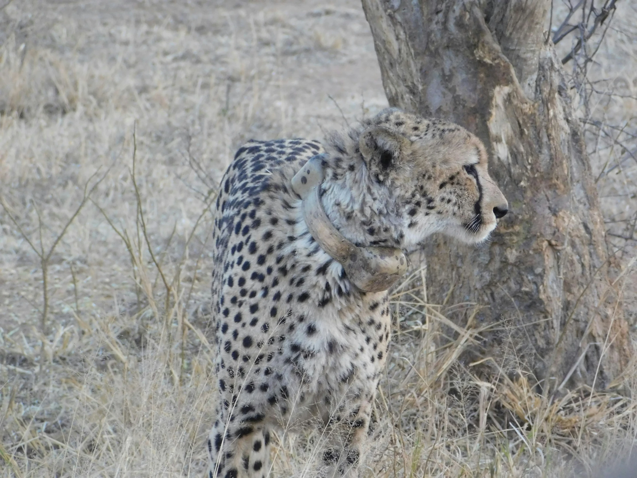 the cheetah has been looking out the dry grass