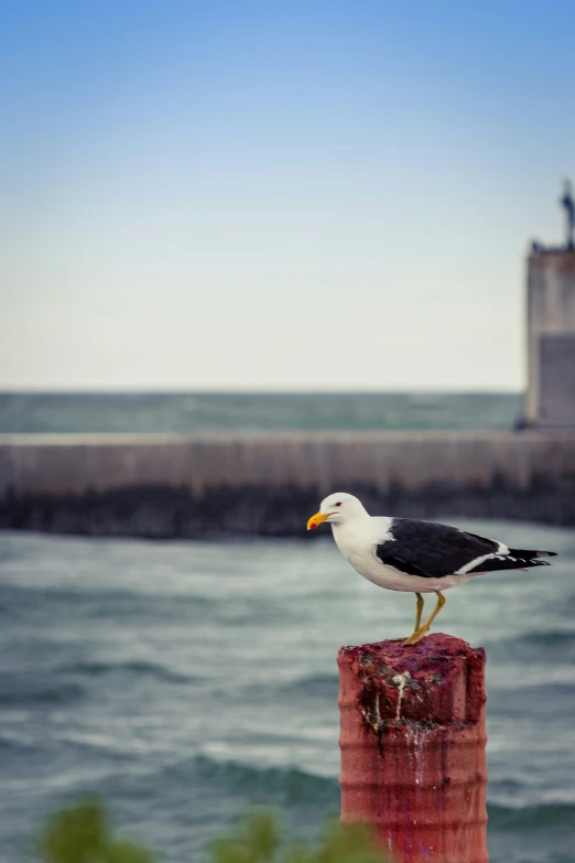 a seagull sits on a pole near the ocean