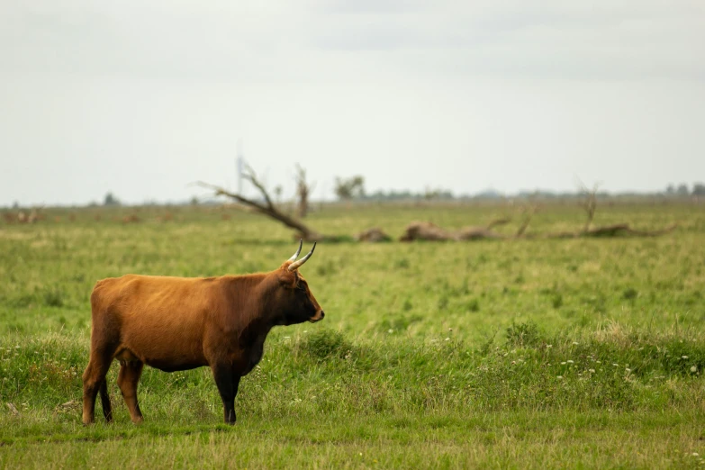 a cow is standing in the middle of a green field