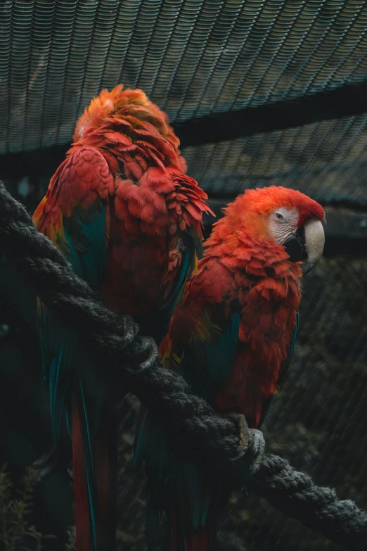 two parrots sitting in a caged area with ropes