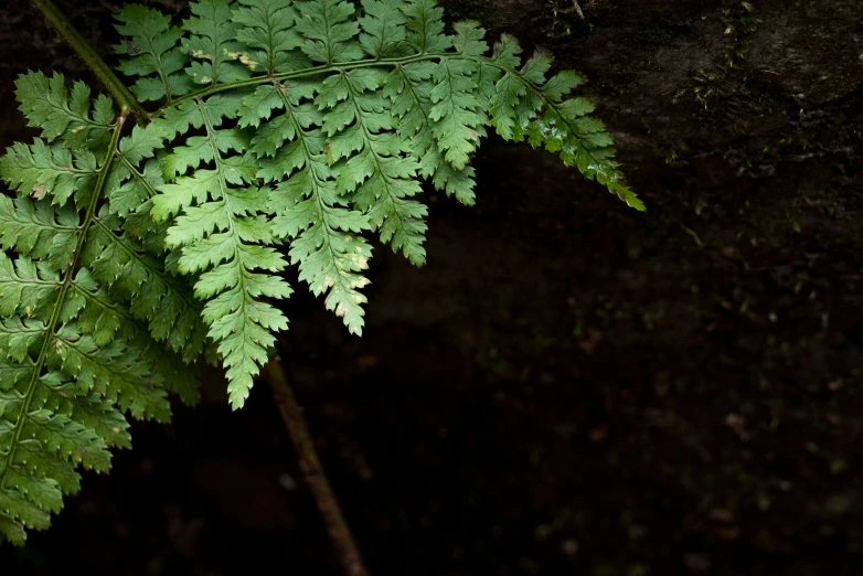 a green plant growing up on top of a tree