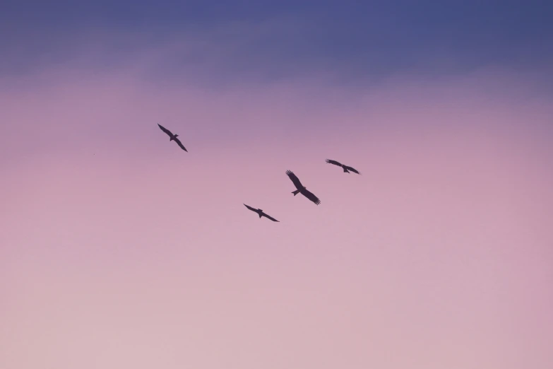 four birds flying in the sky during a beautiful sunset