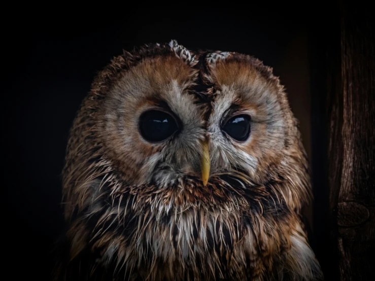 an owl that is very large in its eyes