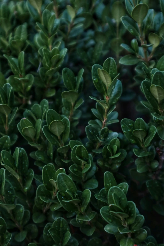 closeup of the green leaves on a shrub