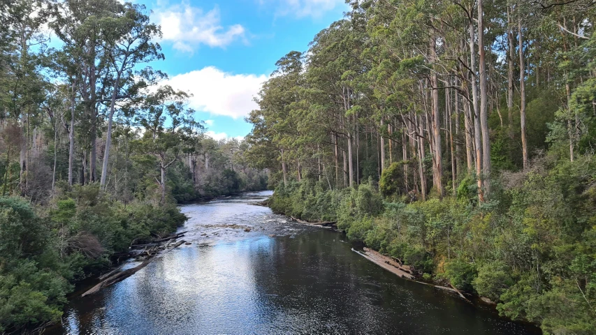 a river running through a lush green forest