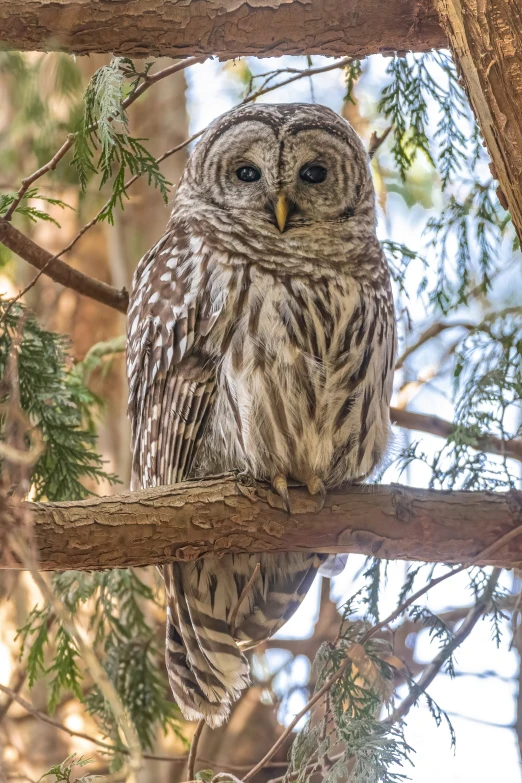 a owl sits on a tree nch in a forest