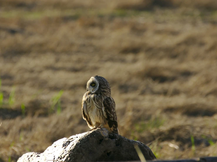 a owl is sitting on top of a rock