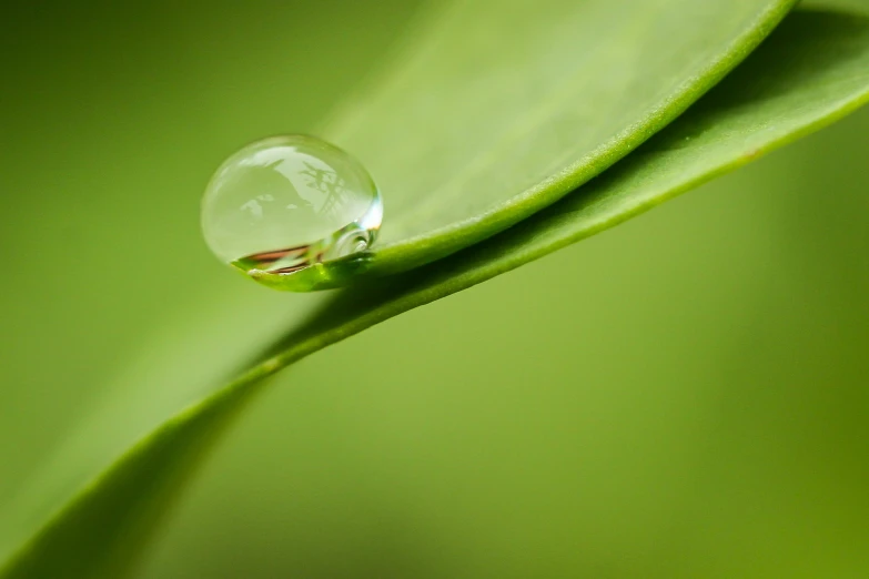 a green leaf with a glass water drop that is on it