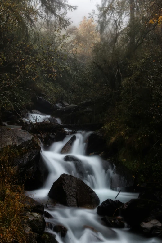 a stream in the woods with rocks and plants