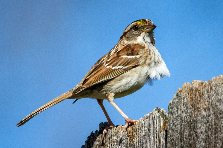 a small brown and white bird sitting on top of a wooden post