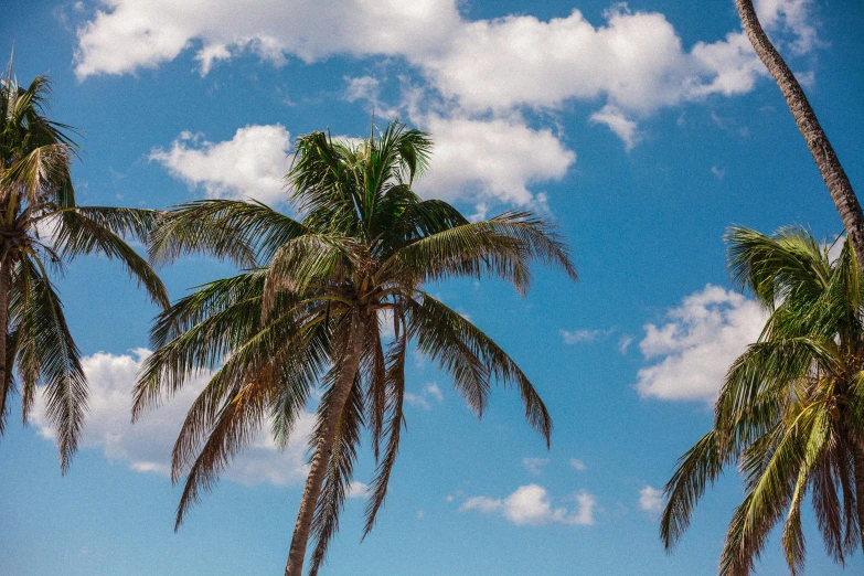 two palm trees near one another and blue sky