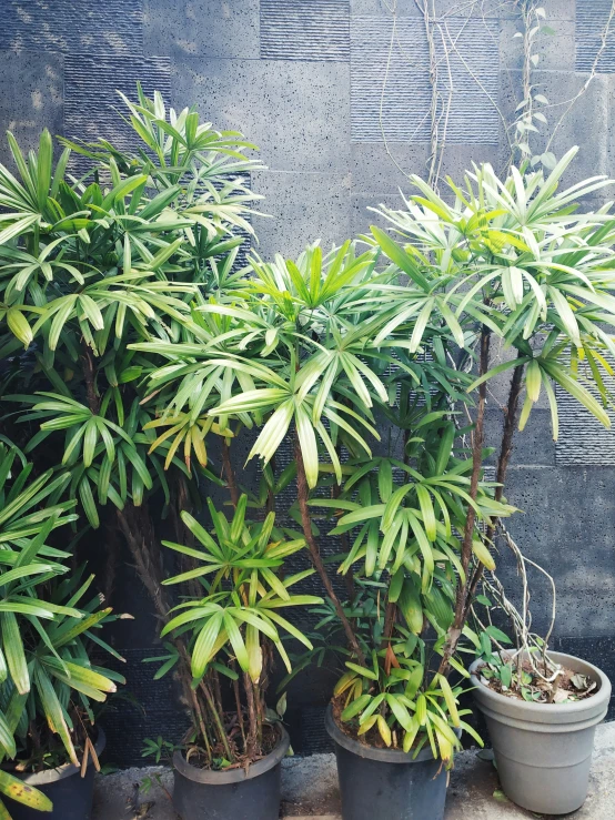 a small potted plant next to a wall with many plants on it