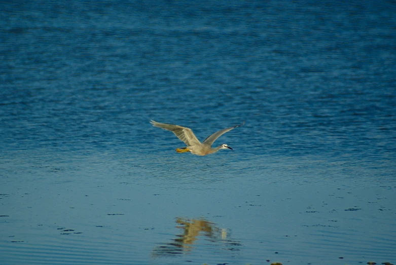 a seagull is flying above a body of water