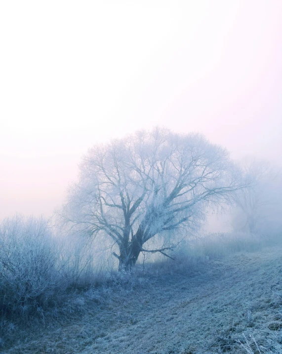 a large frosted tree standing alone near a road