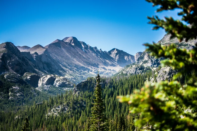 the view over the trees from the top of the mountain