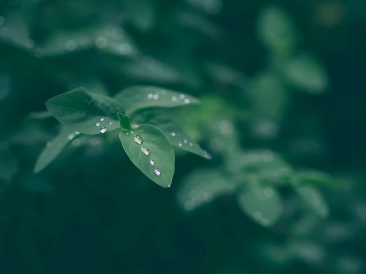 some leaves with water droplets are standing out