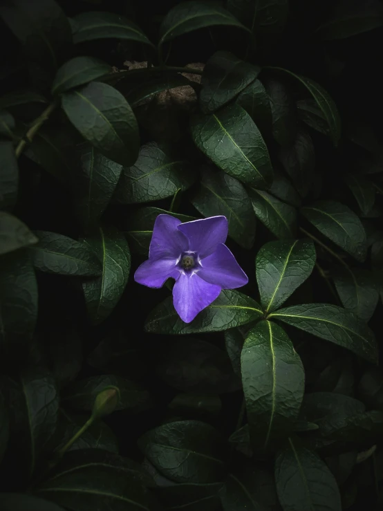 a purple flower is shown in the middle of some leaves
