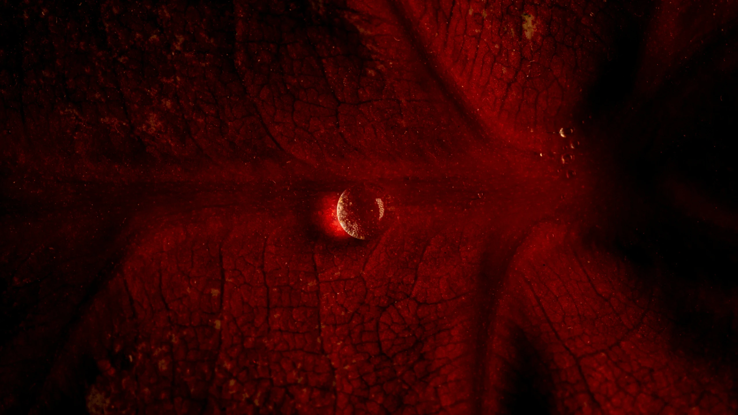 the inside of a plant with red light coming out