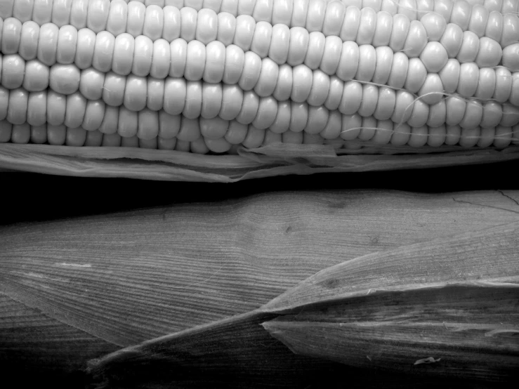 the ear of an opened corn on the cob