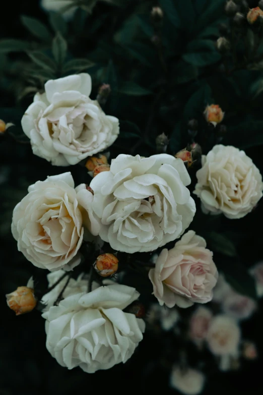 flowers are shown with dark green leaves in the background