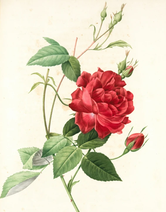 a rose is shown on a white background