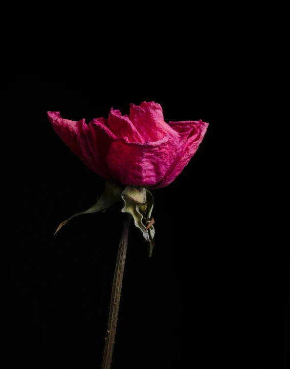 a single flower that is in the dark