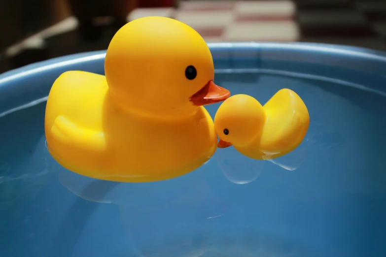 a yellow rubber duck swims with its baby in a blue tub