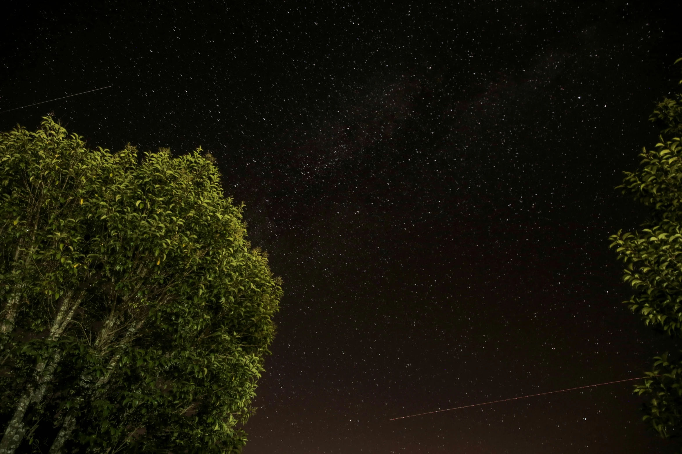 a tree is shown in the background at night