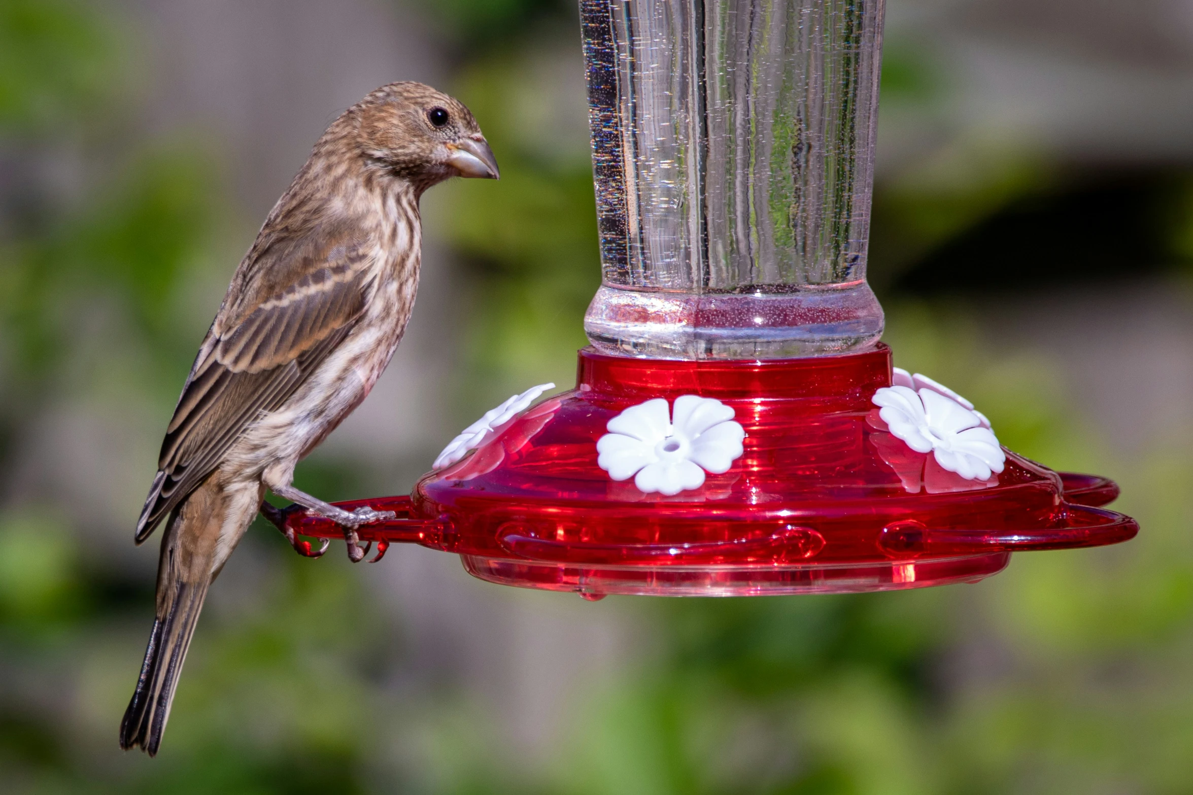 a red bird perched on a red hummingbird feeder