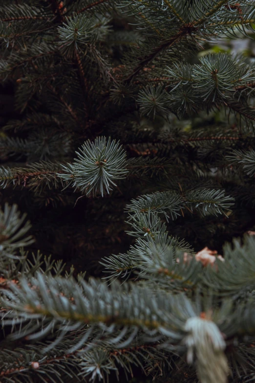 a bird is sitting on the needles of a pine tree