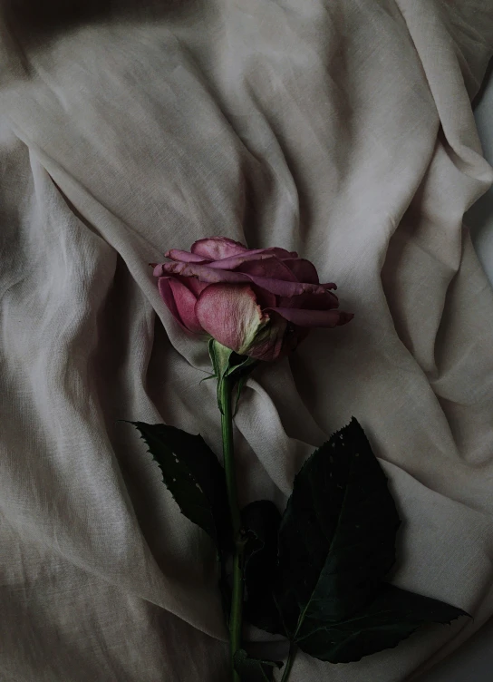 a single pink flower on a white cloth