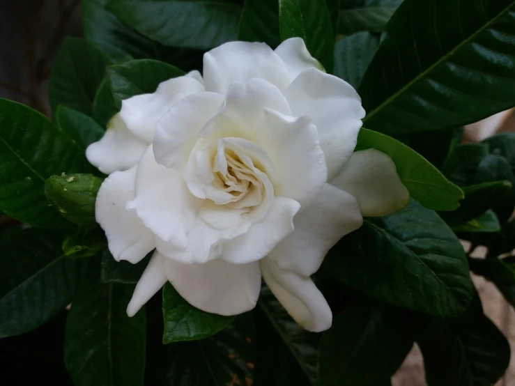 a large white flower with green leaves surrounding it