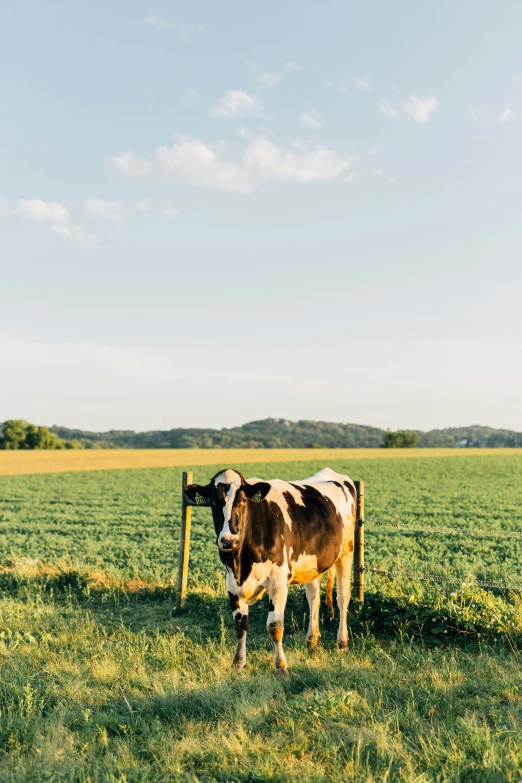 a cow standing in the shade under a blue sky