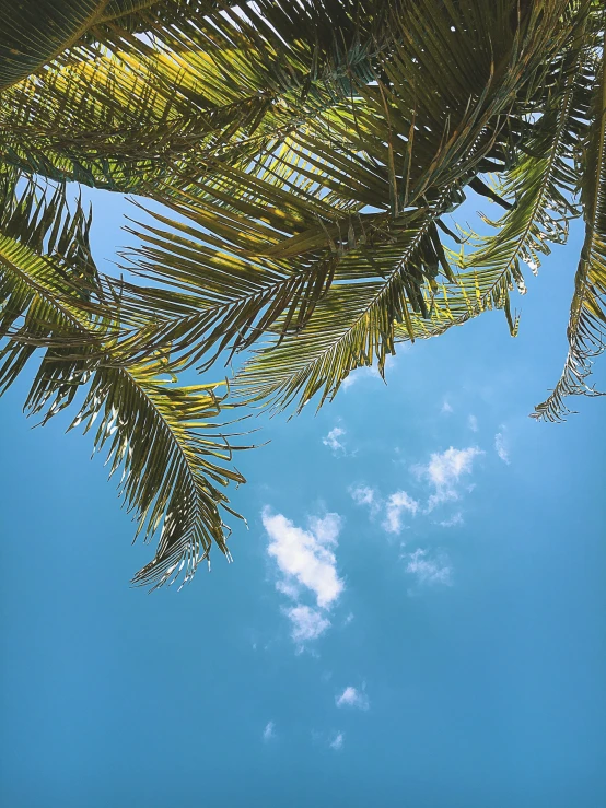 there are palm leaves under a clear blue sky