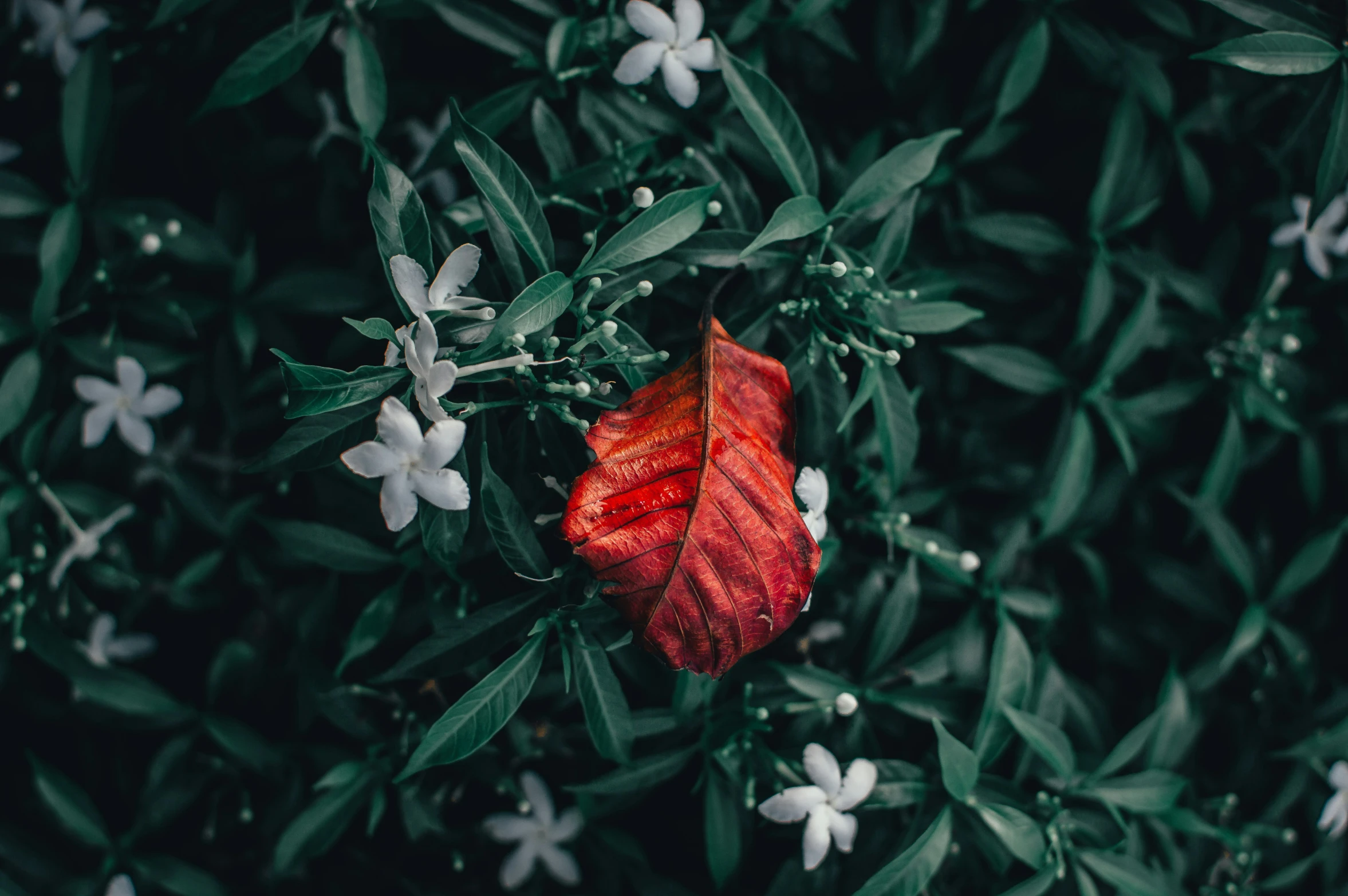 a single red flower with white flowers in the background