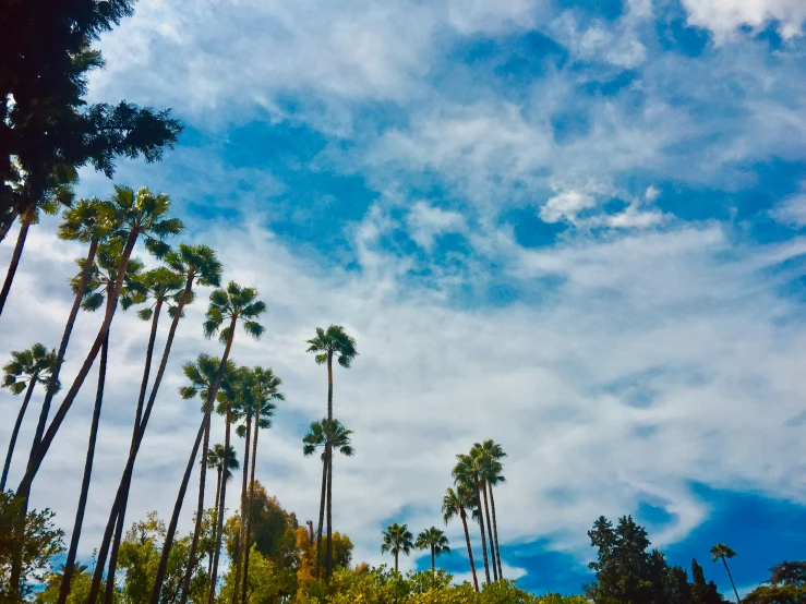 view looking up at palm trees from the ground