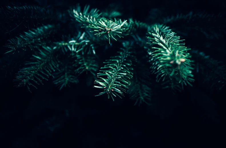 blurry pine needles lit at night by small lights