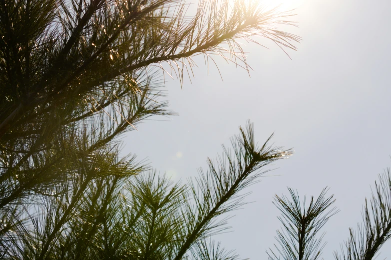 the sun shining through some very thin pine tree nches