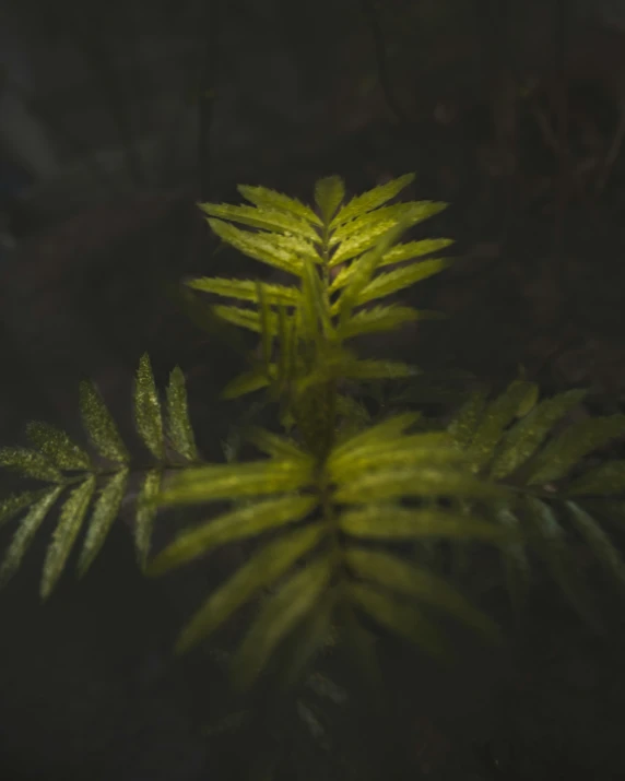 fern leaves shining bright in the dark