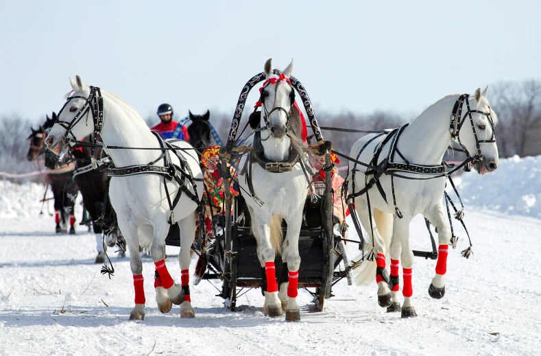 people riding in the back of some horses pulling a sleigh through snow