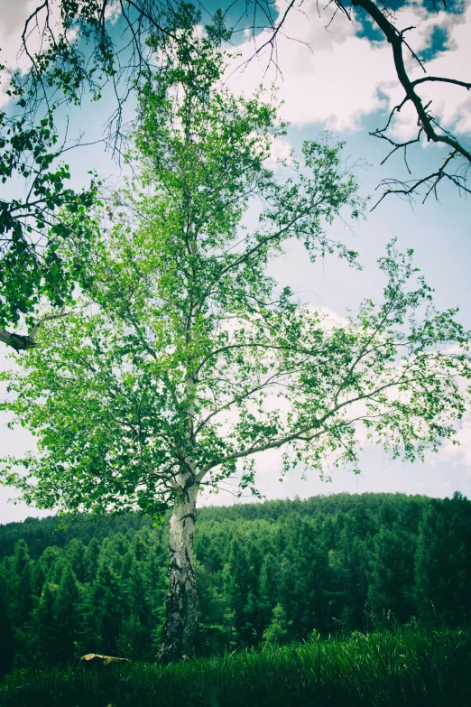 a single tree on top of a field