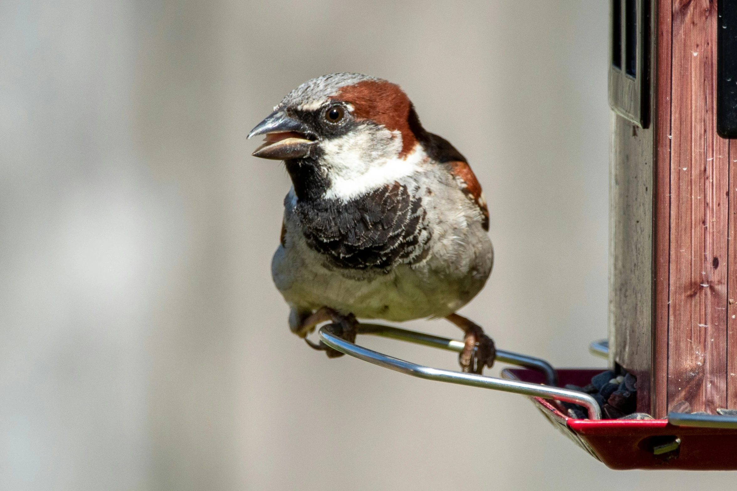 a small bird on a bird feeder hanging off the side of a building