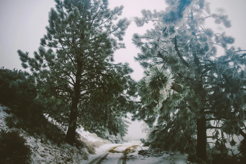 a dirt road with some trees and snow