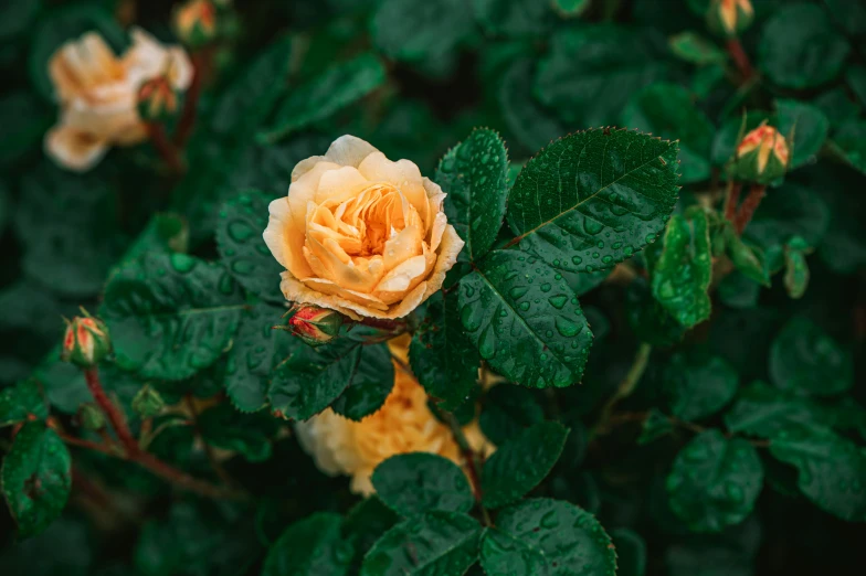 orange flower with green leaves in the midst